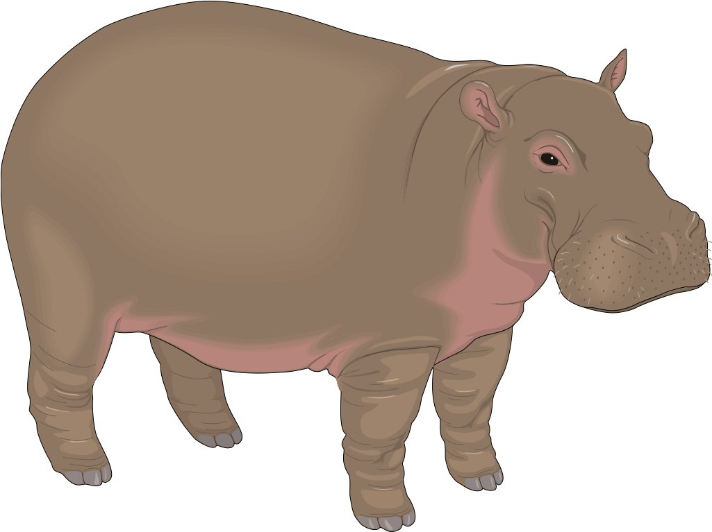 Night Sky Clipart - Hippo Clipart - Png Download (900x674), Png Download