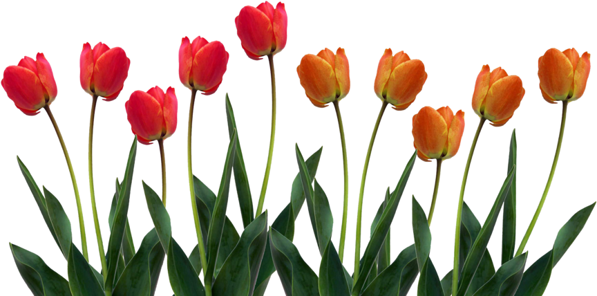 Clip Art Images Of Tulip Clipart - Tulips Png Transparent Png (830x519), Png Download
