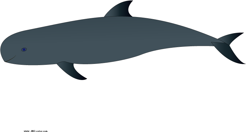 Whale Clip Art - Tucuxi - Png Download (822x567), Png Download
