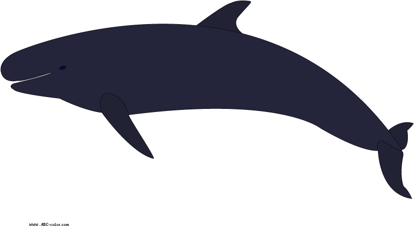 Killer - Whales Clipart (822x567), Png Download