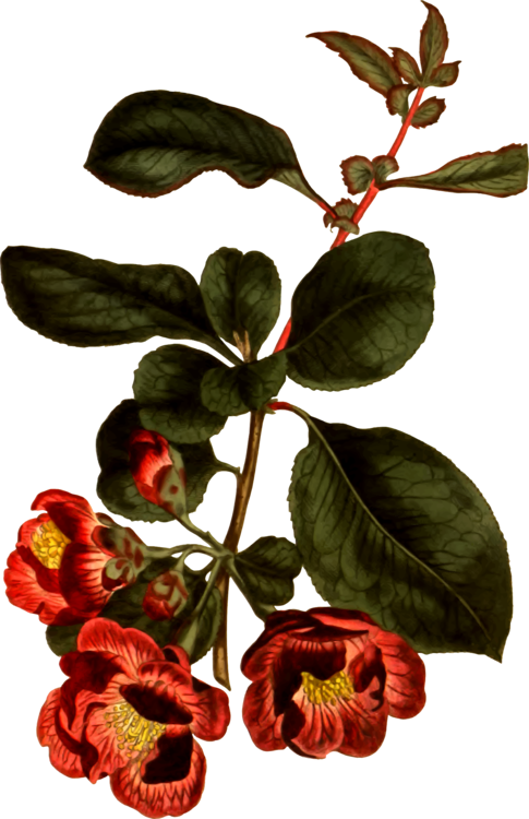 Flower Botanical Prints Botany Drawing Tulip - Giclee Painting: Vision Studio's Floral Gems I, 22x18in. Clipart (485x750), Png Download