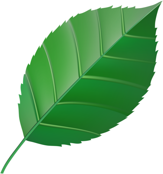 Green Leaf Transparent Clip Art Image - Green Color Clipart Leaf - Png Download (571x600), Png Download