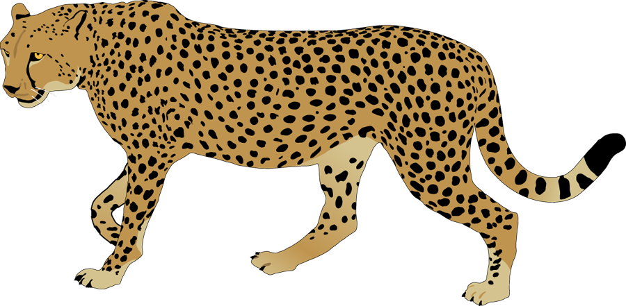 Svg Freeuse Library Cheetah Rainbow Free Collection - Cheetah Clipart - Png Download (900x441), Png Download