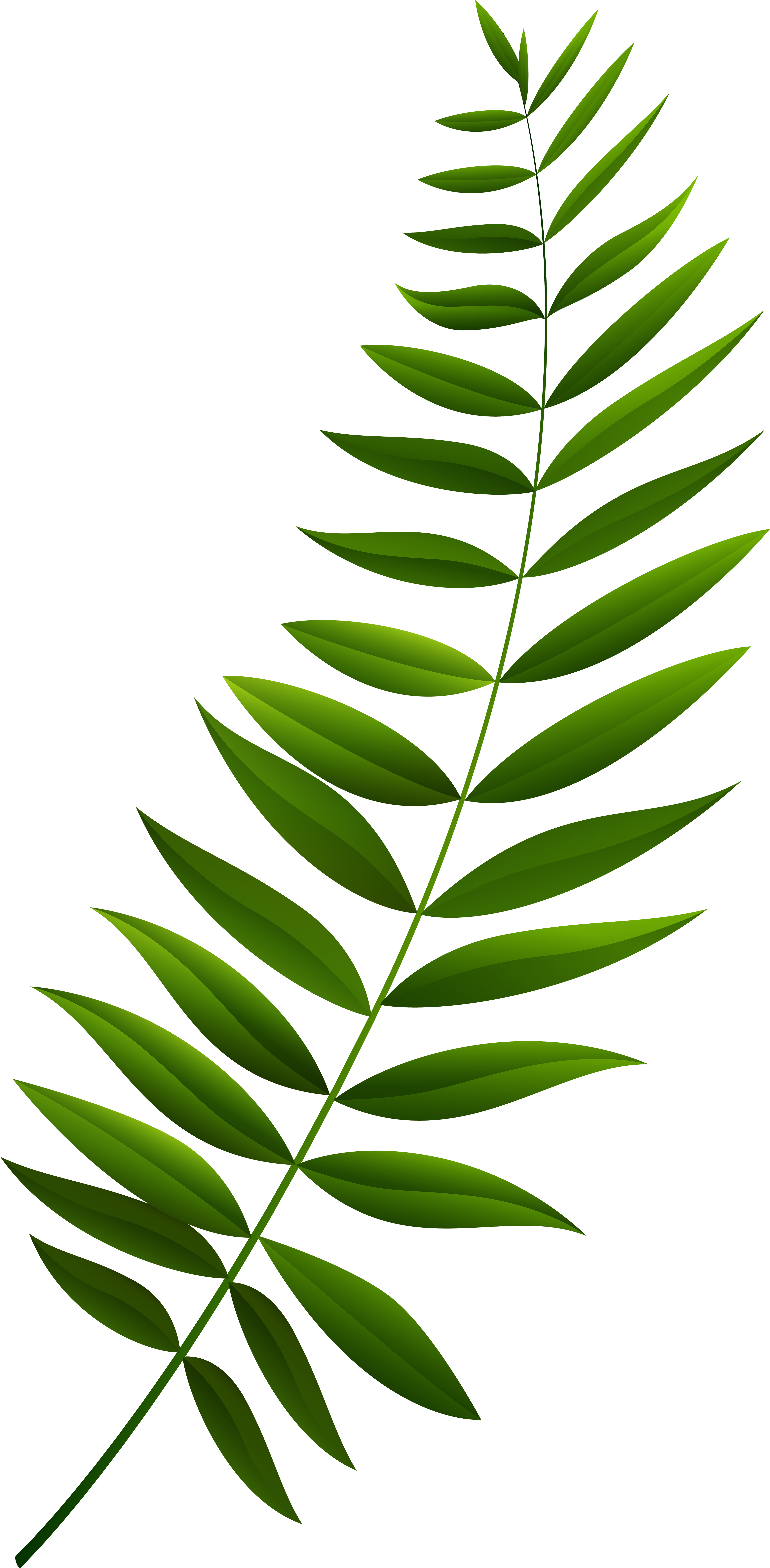 Green Branch Clipart - Png Download (4068x8000), Png Download