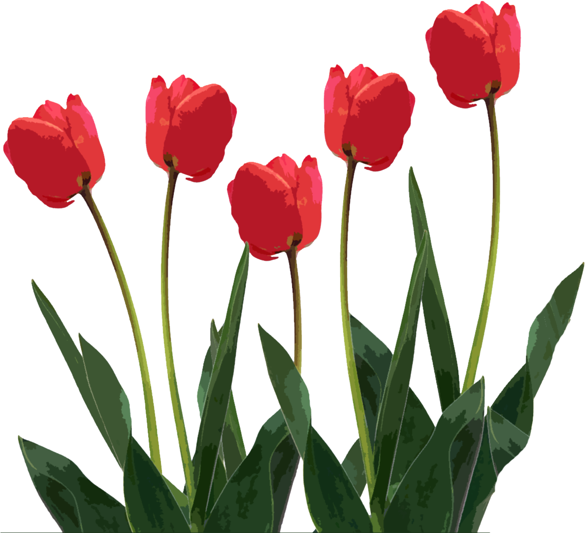 Tulips Png Clipart (1200x1200), Png Download