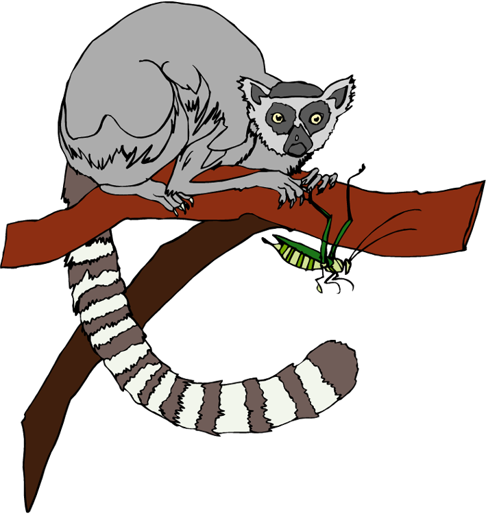 Free Lemur Clipart - Lemurs Clipart - Png Download (709x750), Png Download