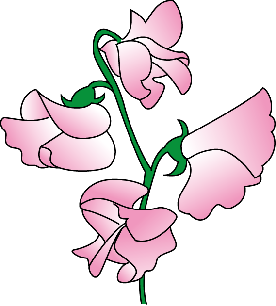 Sweet Pea Flower Clip Art - Sweet Pea Flower Design - Png Download (569x631), Png Download