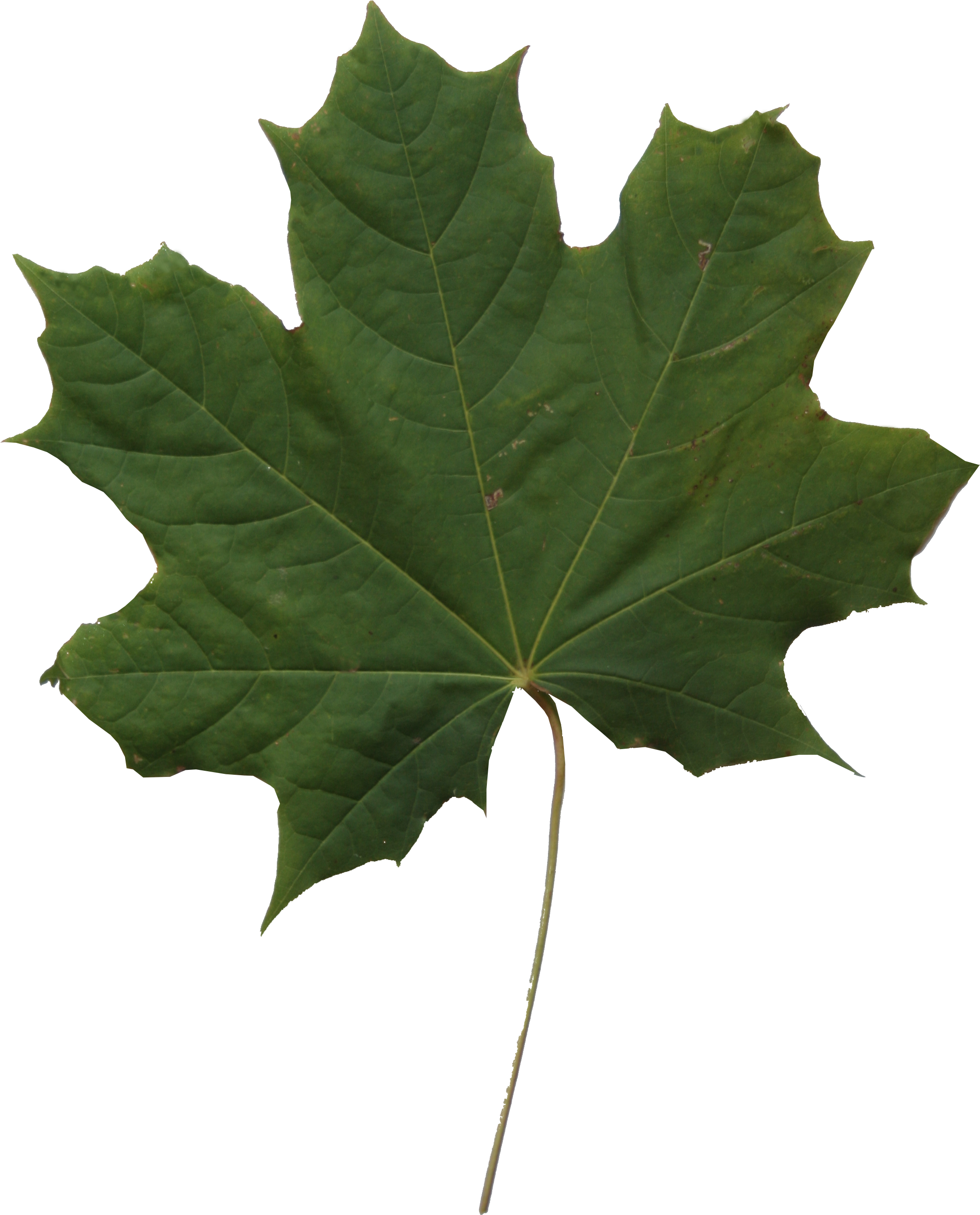 Leaf Texture Png Clipart (2304x3456), Png Download