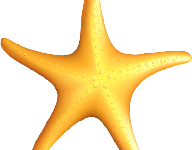 Seahorse Clipart Animals That Swim - Imagens De Estrelas Do Mar Em Png Transparent Png (640x480), Png Download