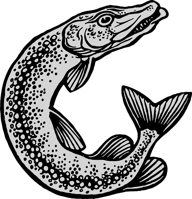 Fish And Fishing Equipment Clipart (576x597), Png Download