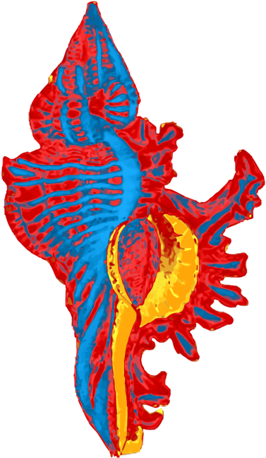 Seashell Computer Icons Beach Sea Snail Caracola - Clip Art - Png Download (428x749), Png Download