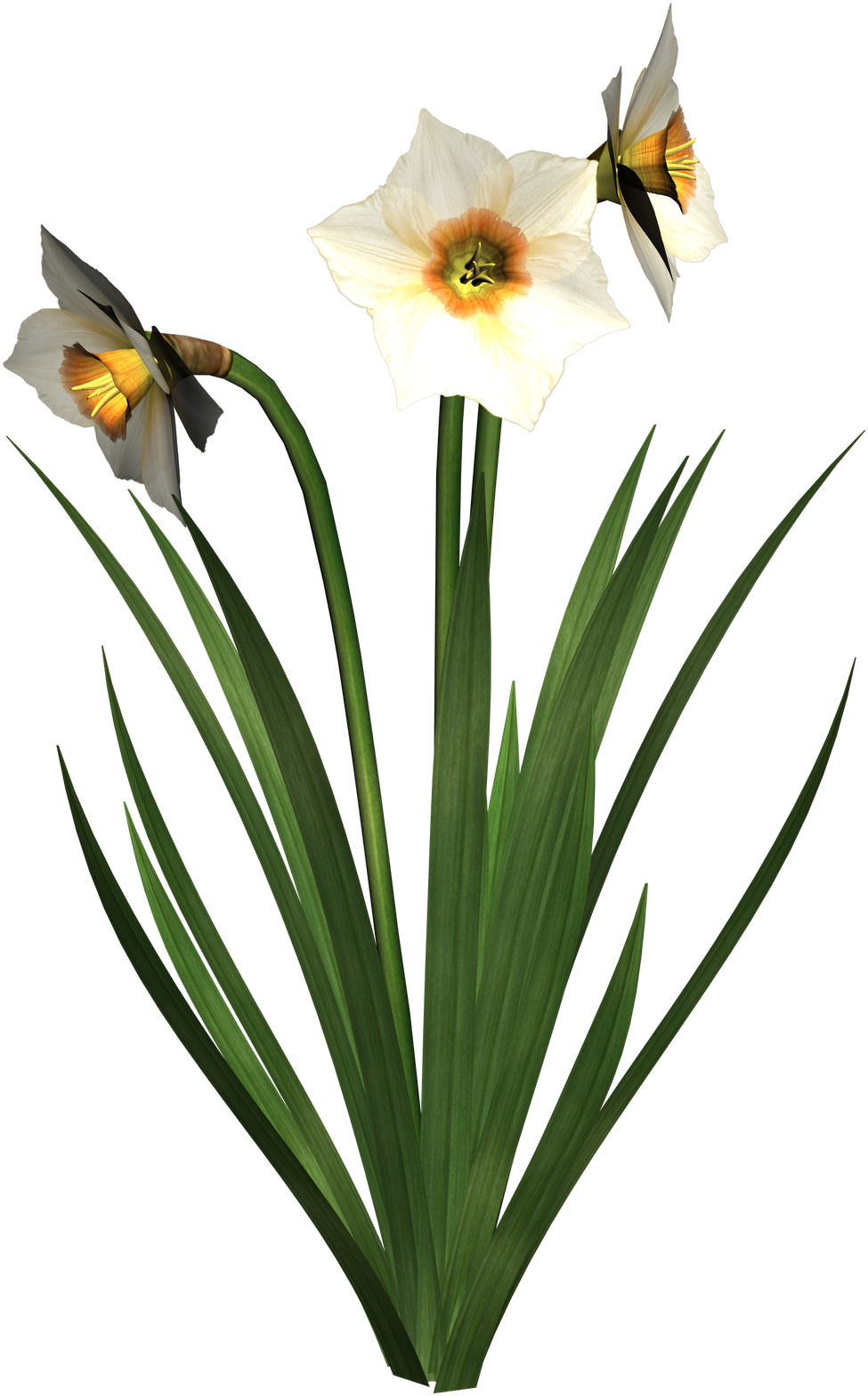 Free High Resolution Graphics And Clip Art - Daffodil - Png Download (1600x1600), Png Download