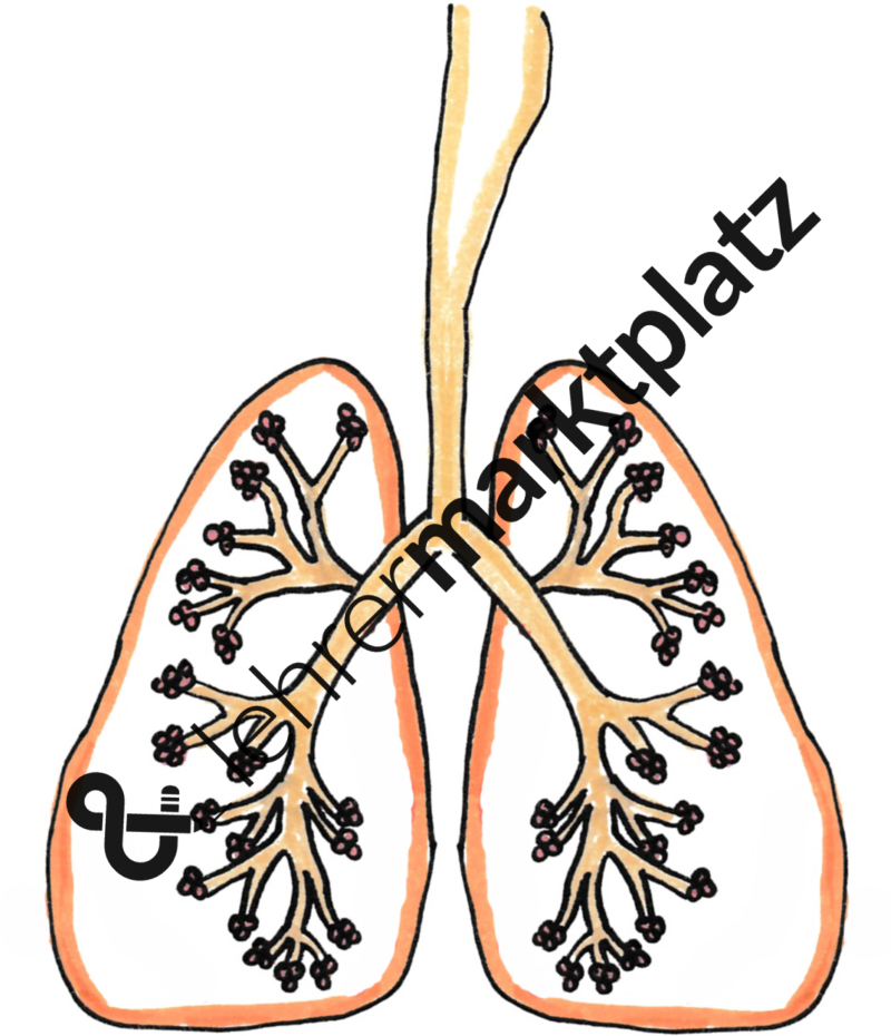 ‹ › Clipart (800x930), Png Download