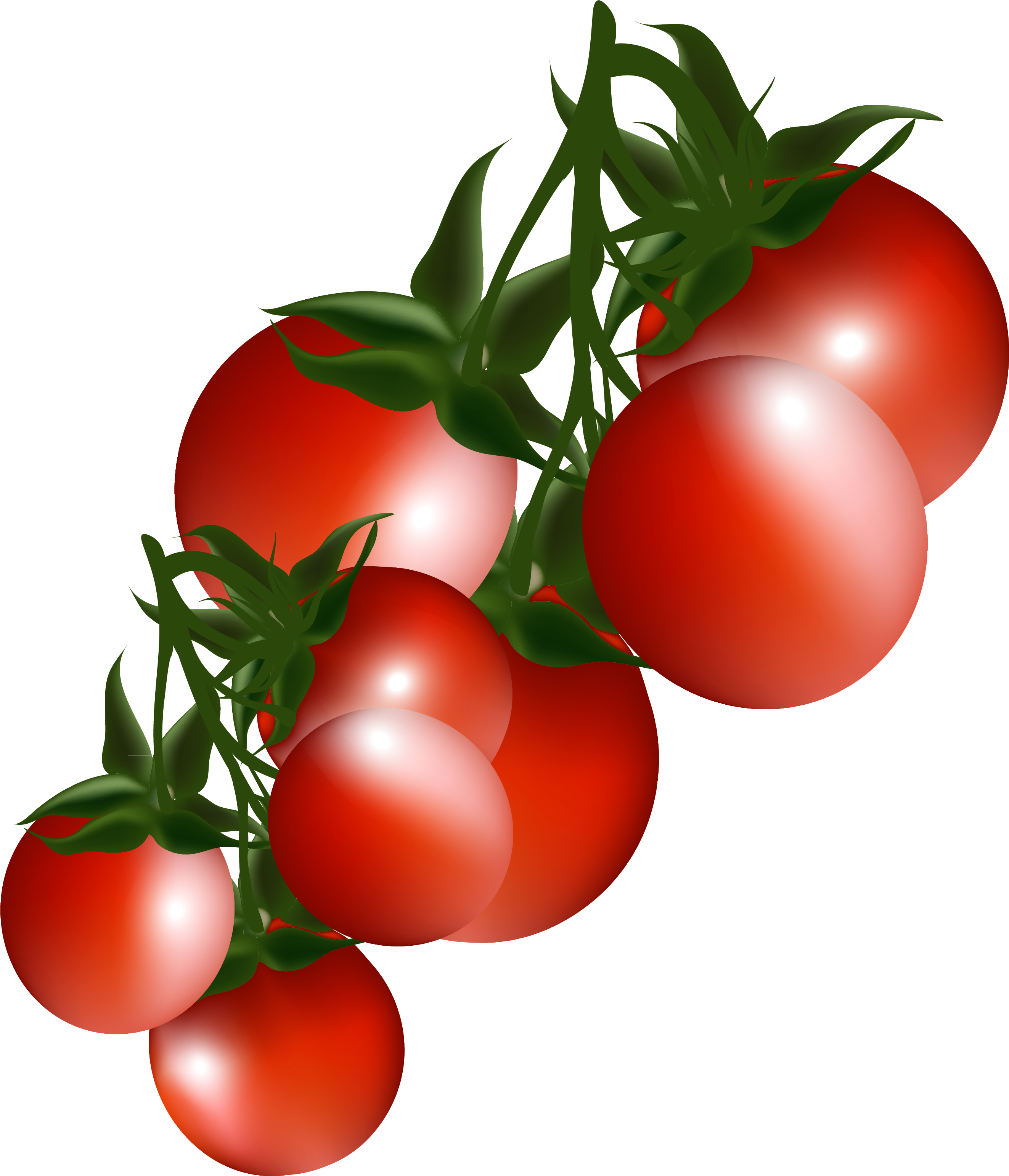 Tomatoes Branch Png Clipart Picture Transparent Png (2721x3139), Png Download