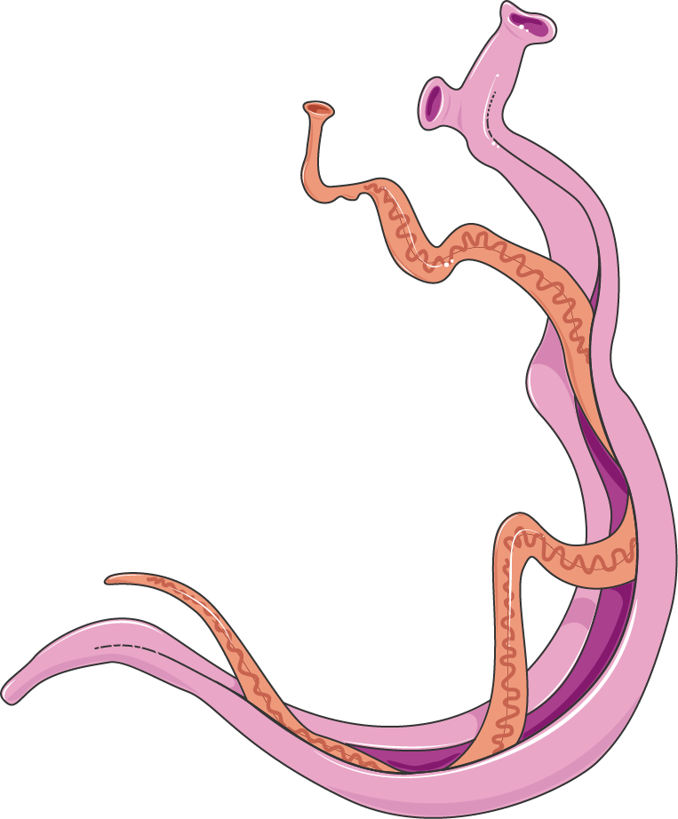 Download The Image - Imagem Schistosoma Mansoni Clipart (763x922), Png Download