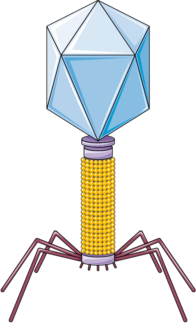 Bacteriophage F - Beer Can House Clipart (636x1044), Png Download