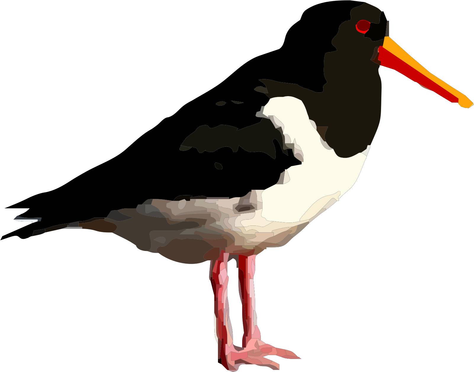 Bird Standing Clipart - Png Download (800x628), Png Download