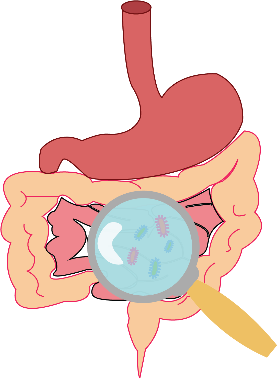 Role Of Microbiome In Enteric Disease - Gut Flora Clipart (1545x1545), Png Download