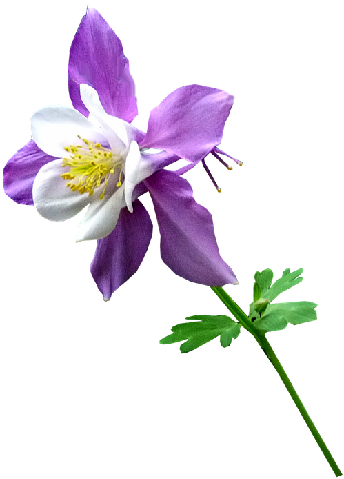 Cosmetics Clipart (532x720), Png Download