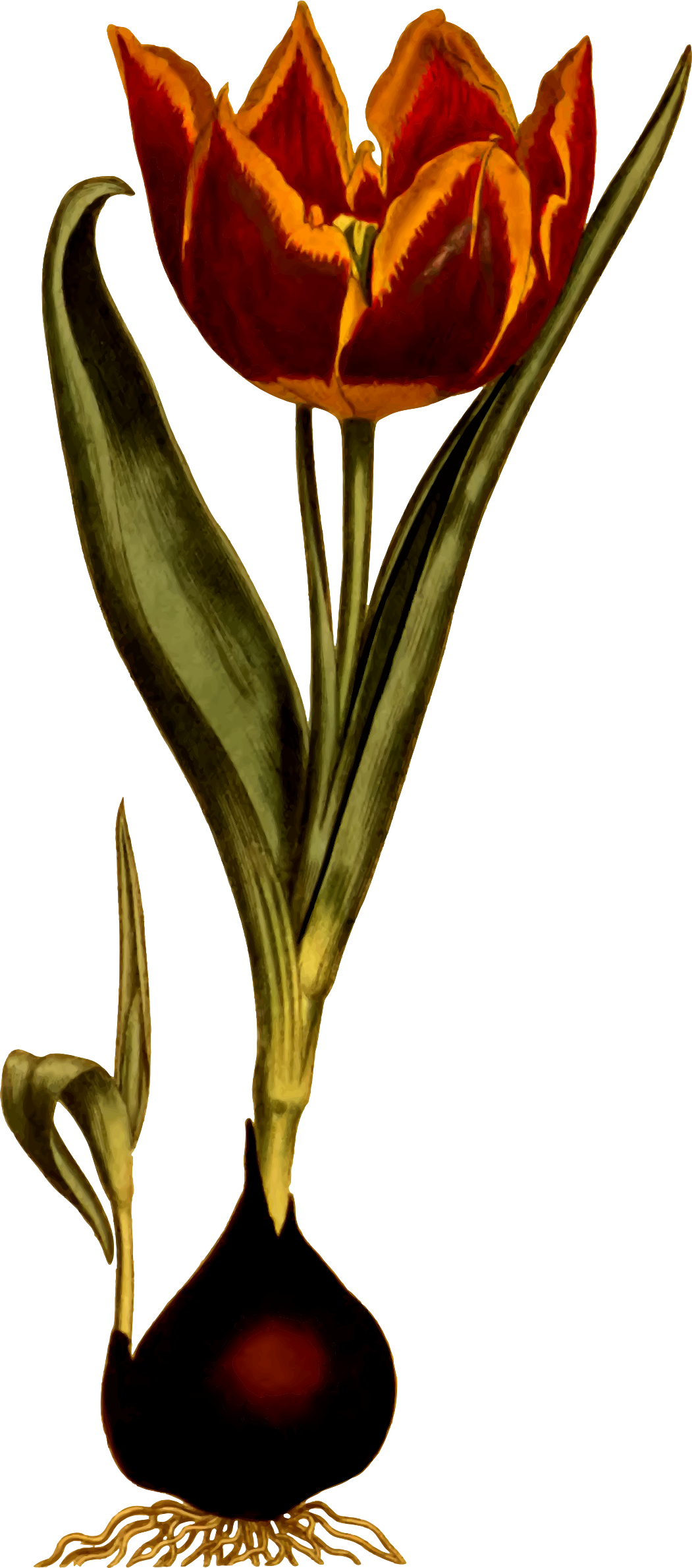 Big Image - Botanical Illustration Clipart (1051x2378), Png Download