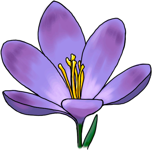 Clipart Freeuse Stock Flower Iridaceae Plant Purple - Draw A Crocus Step By Step - Png Download (600x600), Png Download