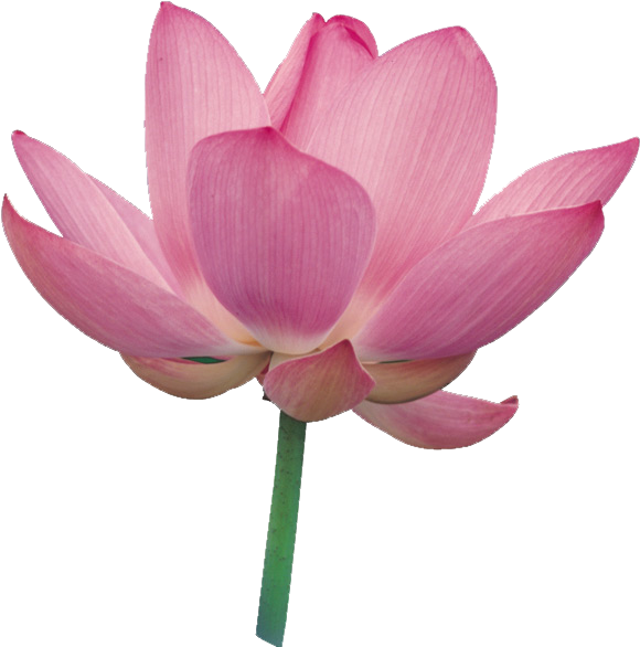 Фотки Flower Clipart, Rose Colored Glasses, Lotus Flower, - Joyful Manifestation: Ten Steps To Empower Yourself - Png Download (600x600), Png Download