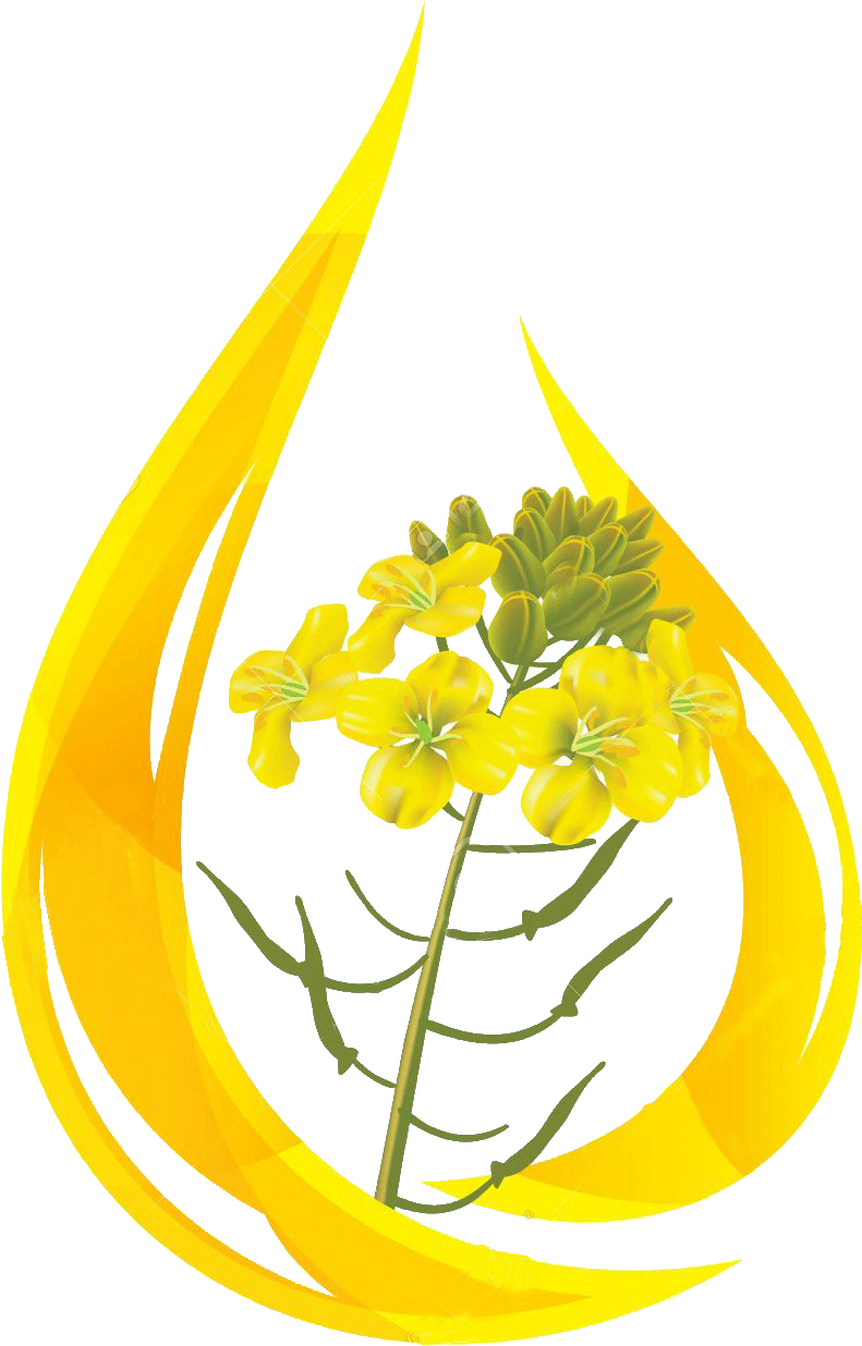 Download Oil Clipart Mustard Oil Mustard Flower Png Transparent Png