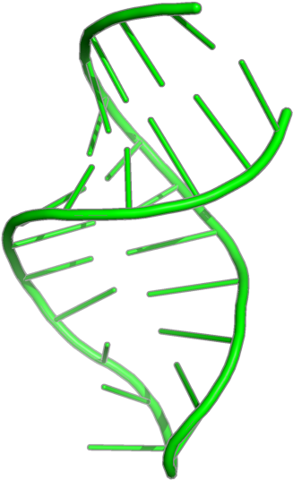 Solution Structure Of Helix 35 Stem Loop From E - Illustration Clipart (800x600), Png Download