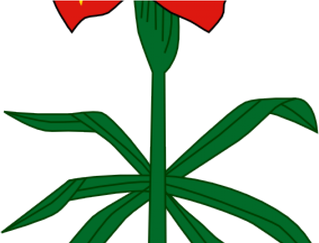 Lily Clipart Vector - Png Download (640x480), Png Download