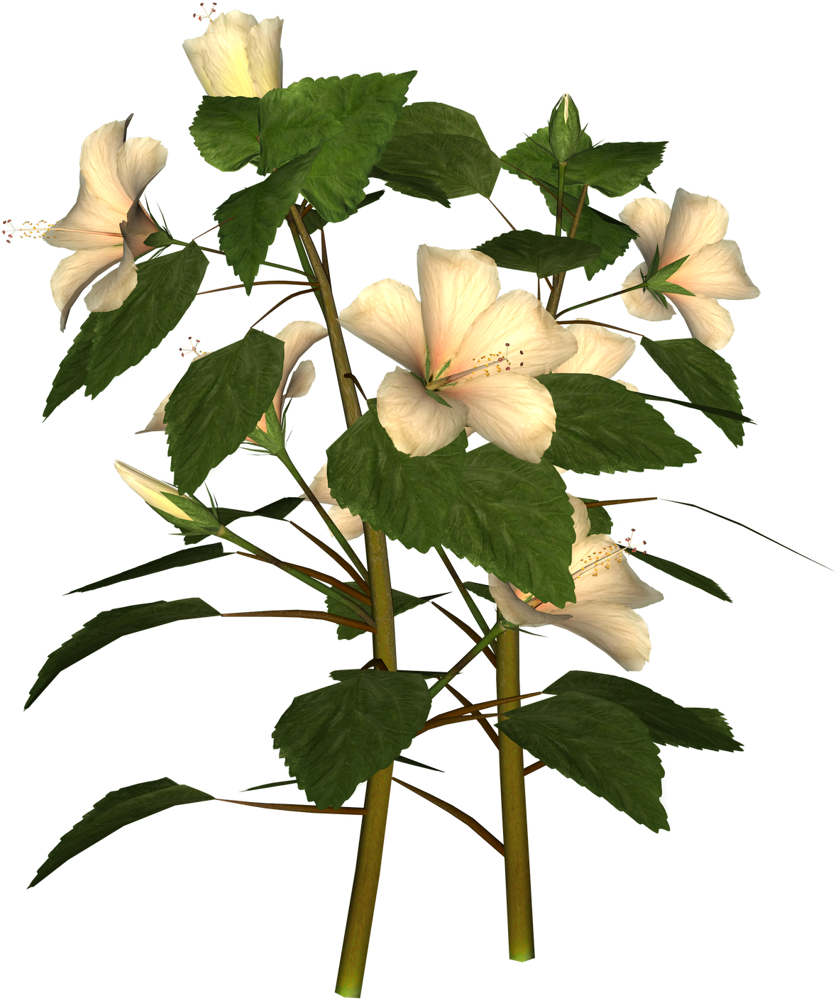 Tuesday October 5 2010 Hiding Clip Art Frustrated Clip - Datura Inoxia - Png Download (1600x1600), Png Download