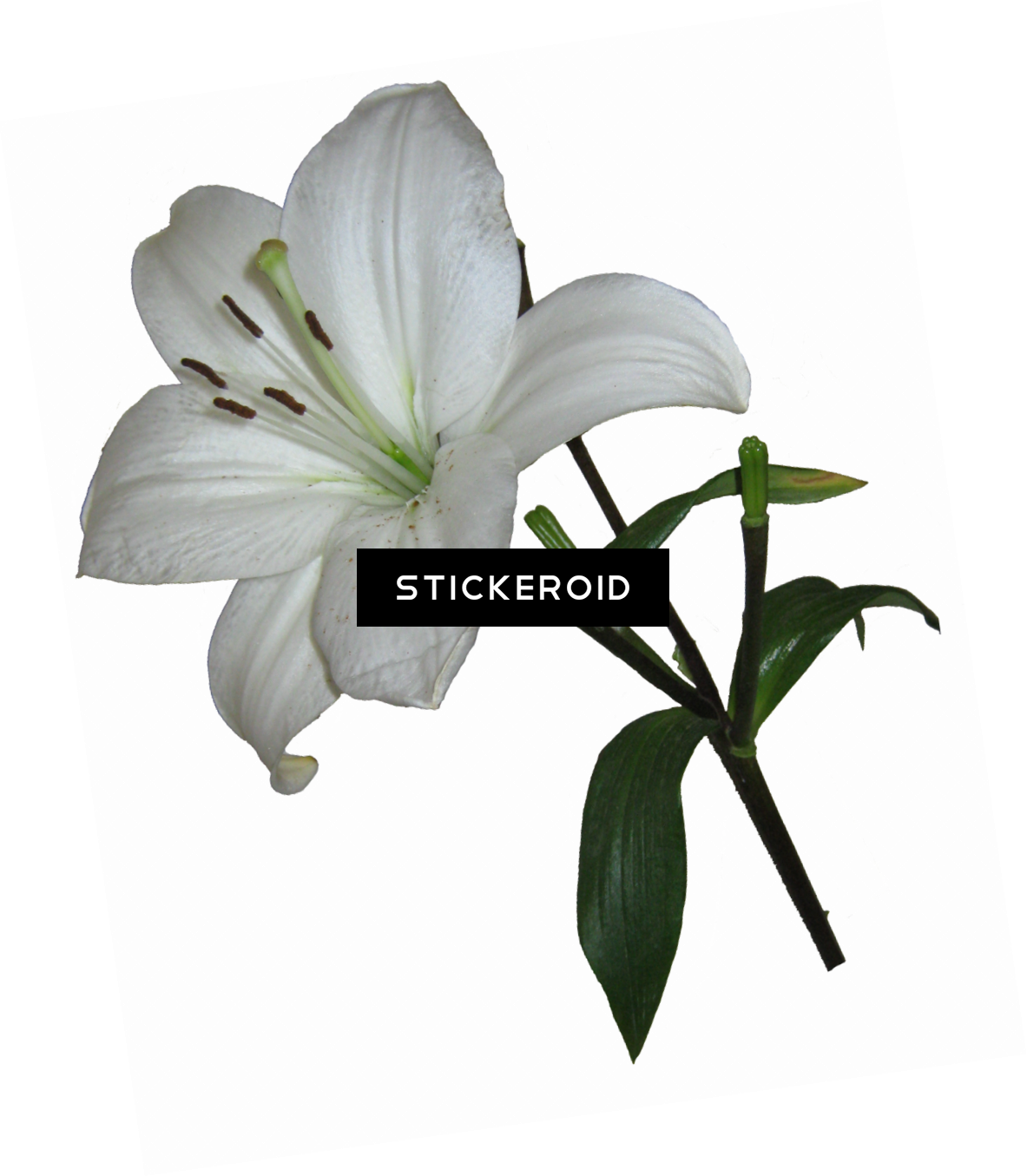 Lily Flower - White Lily Transparent Background Clipart (1183x1355), Png Download