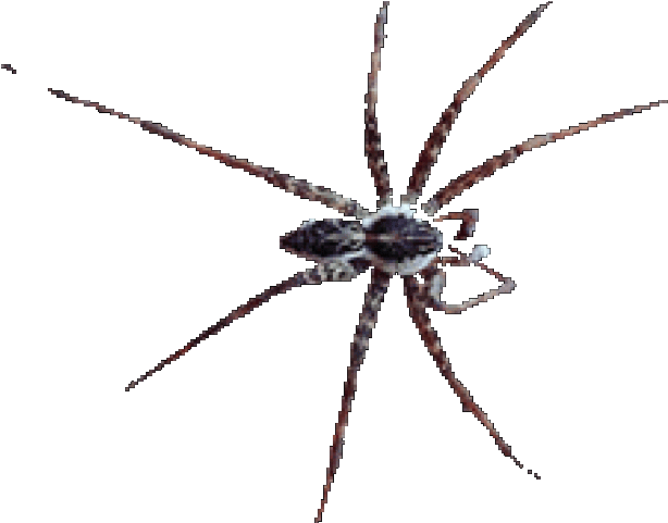 Spider Clipart Animation Araignee Png Download Full Size Clipart 471 Pinclipart