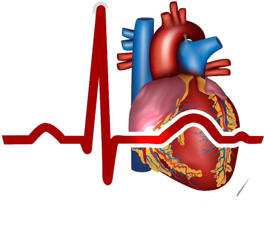 Download Myocardial Infarction Heart Cardiovascular - Heart Circulatory