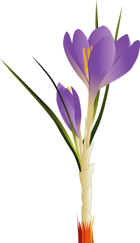 Download Image Freeuse Tulip Flower Clip Art - Flower Vector - Png