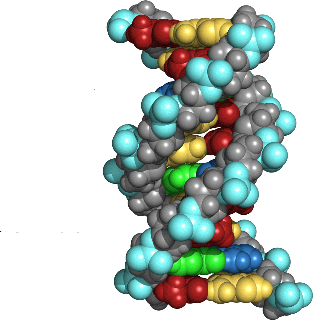 Breast Cancer Gene Illustration - Curso De Genética Molecular E Ingeniería Genética [book] Clipart (1052x1077), Png Download
