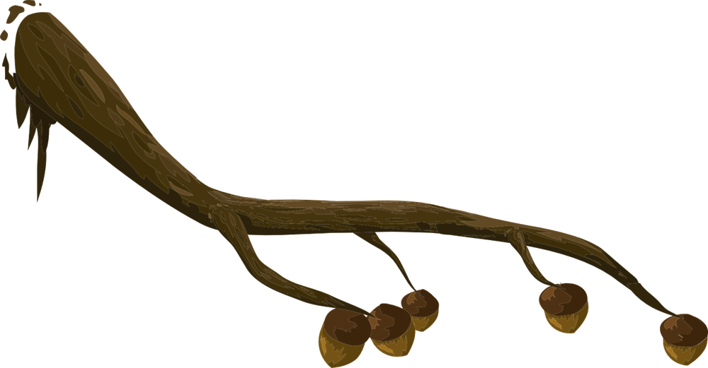 Free Acorn Branch Clip Art - Branch Clip Art - Png Download (1000x521), Png Download
