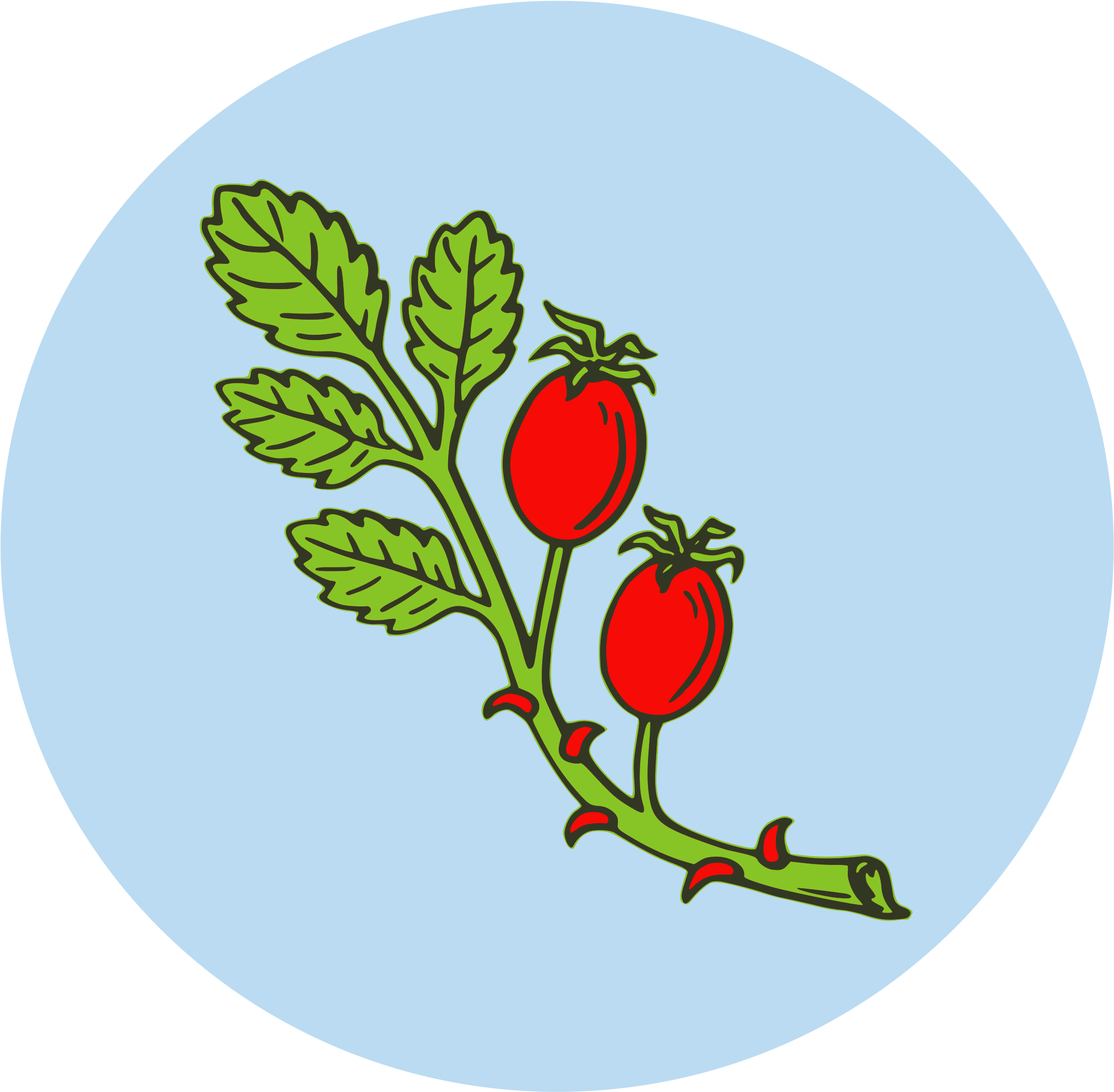 Big Image - Rose Hip Clipart - Png Download (2400x2400), Png Download