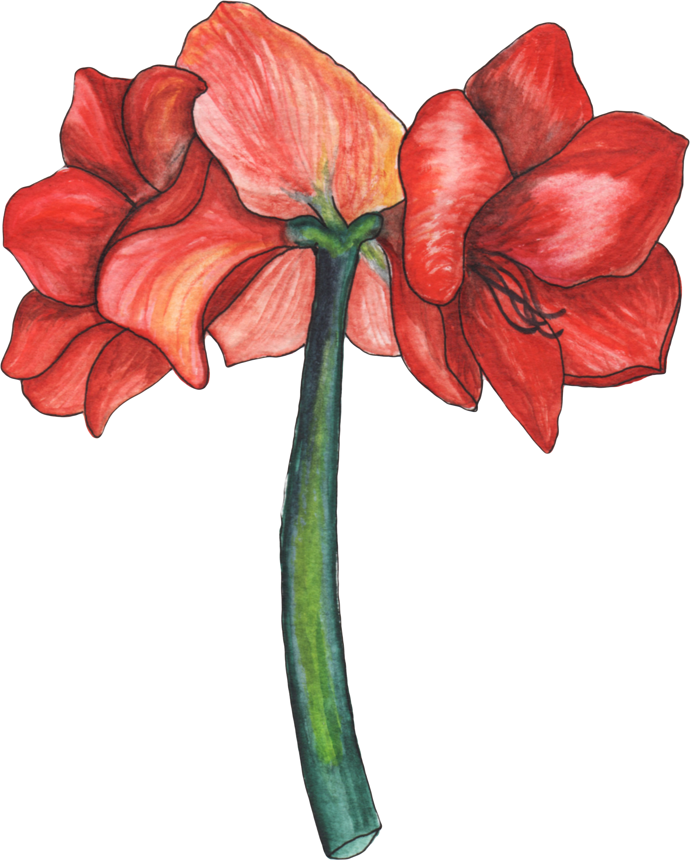 Amaryllis Est Une Figure De La Mythologie Grecque Représentant - Lily Clipart (2396x2985), Png Download