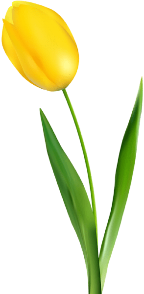 Free Png Yellow Tulip Transparent Png Images Transparent - Transparent Background Yellow Tulip Png Clipart (480x980), Png Download