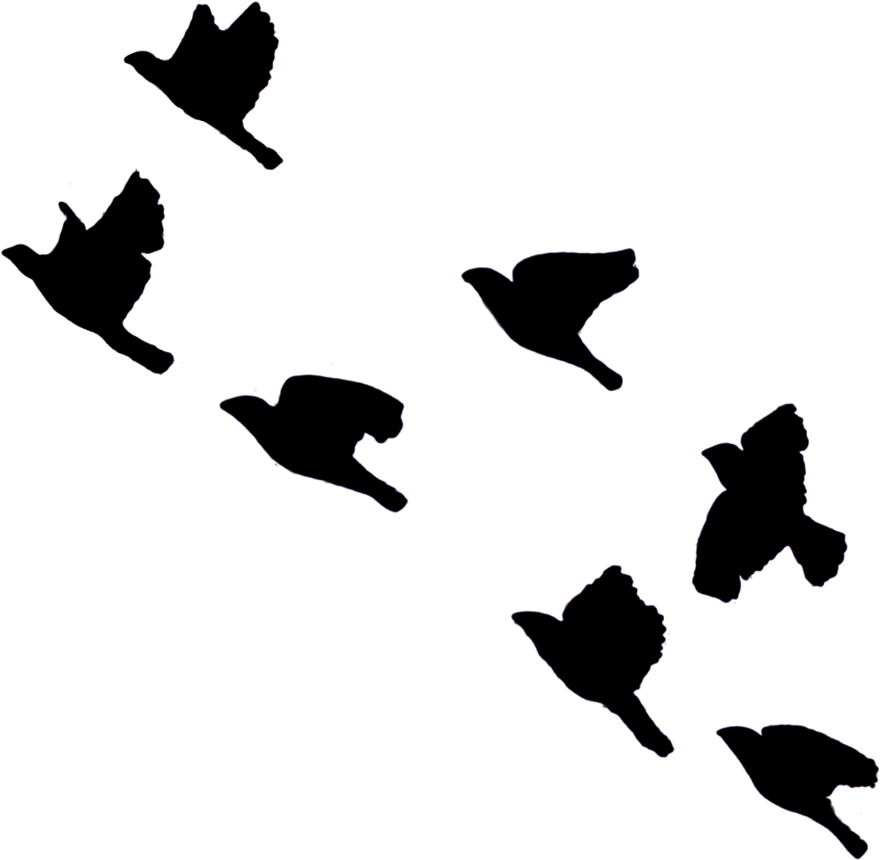 Birds Bird Fly Sky Blackbirds Flying Blackcolor Ftestic - Bird Clipart (1024x1024), Png Download