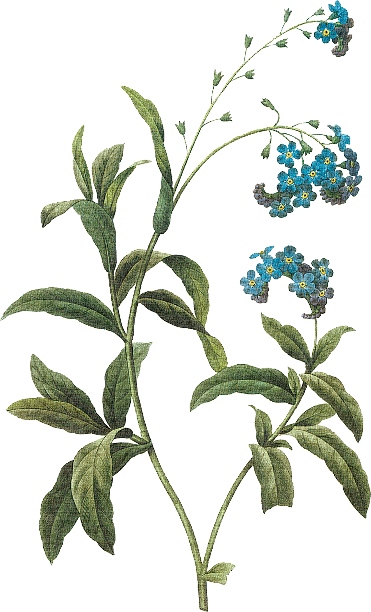 0 84f37 C074c808 Orig - Vintage Blue Flower Png Clipart (1575x2598), Png Download