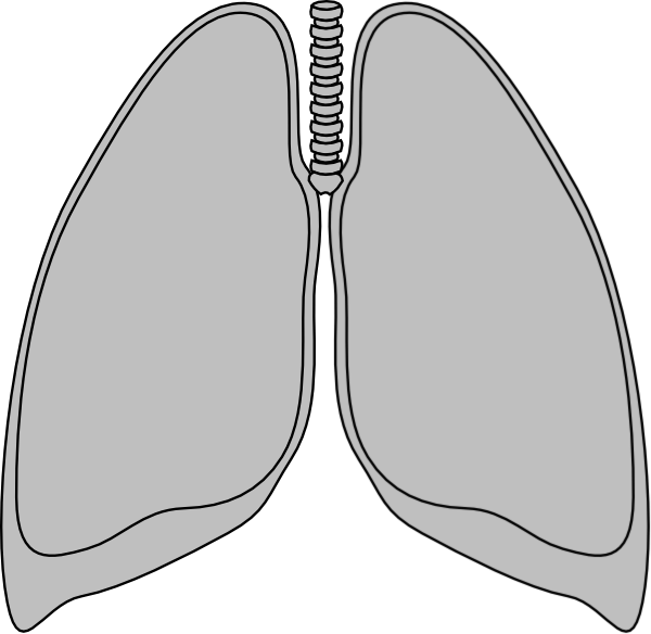 Transparent Lungs Clip Art - Png Download (600x584), Png Download