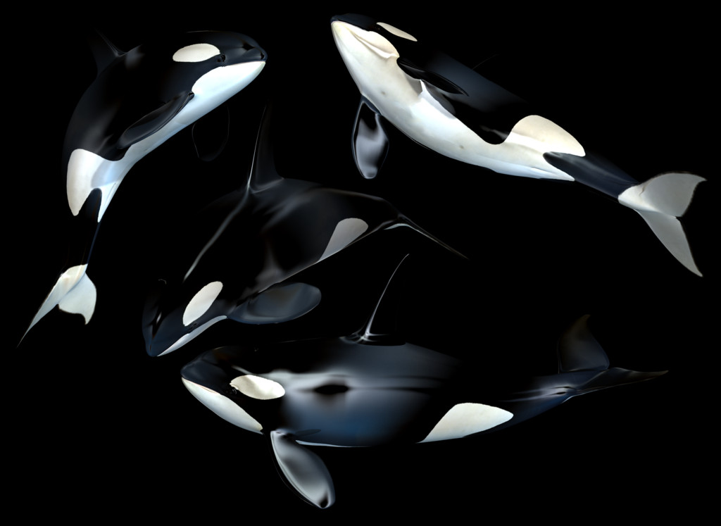 Whale Free Transparent Cutouts - Killer Whale Clipart (1024x747), Png Download