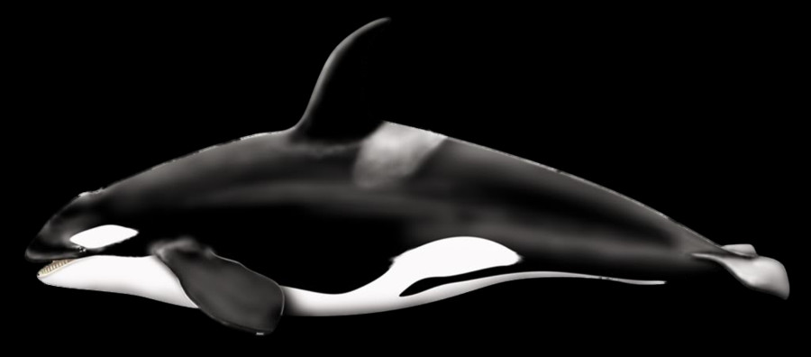 Whale Free Transparent Cutouts - Orca Killer Whale Clipart (900x396), Png Download