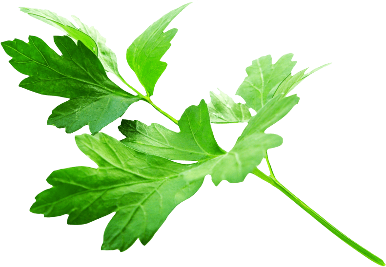 Free Png Parsley Leaves Png Images Transparent - Parsley Png Clipart (850x619), Png Download