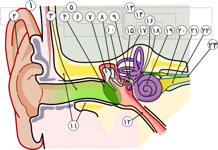 Anatomy Of The Human Ear In Farsi Numbers - Cat Ear Anatomy Clipart (751x529), Png Download