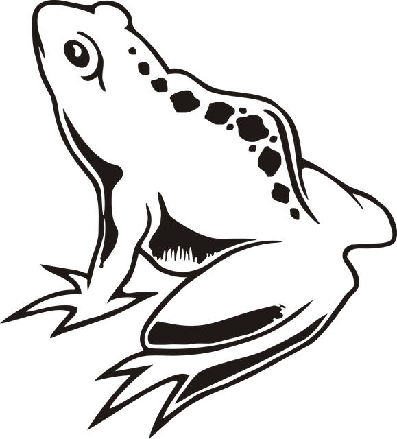 Frog-1 - Anfibios A Blanco Y Negro Clipart (579x640), Png Download