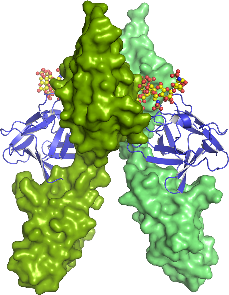 Gene Cloning & Vector Design - Basic Fibroblast Growth Factor Clipart (800x1000), Png Download