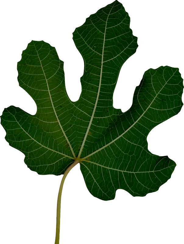 All Photo Png Clipart - Clip Art Transparent Png (566x750), Png Download