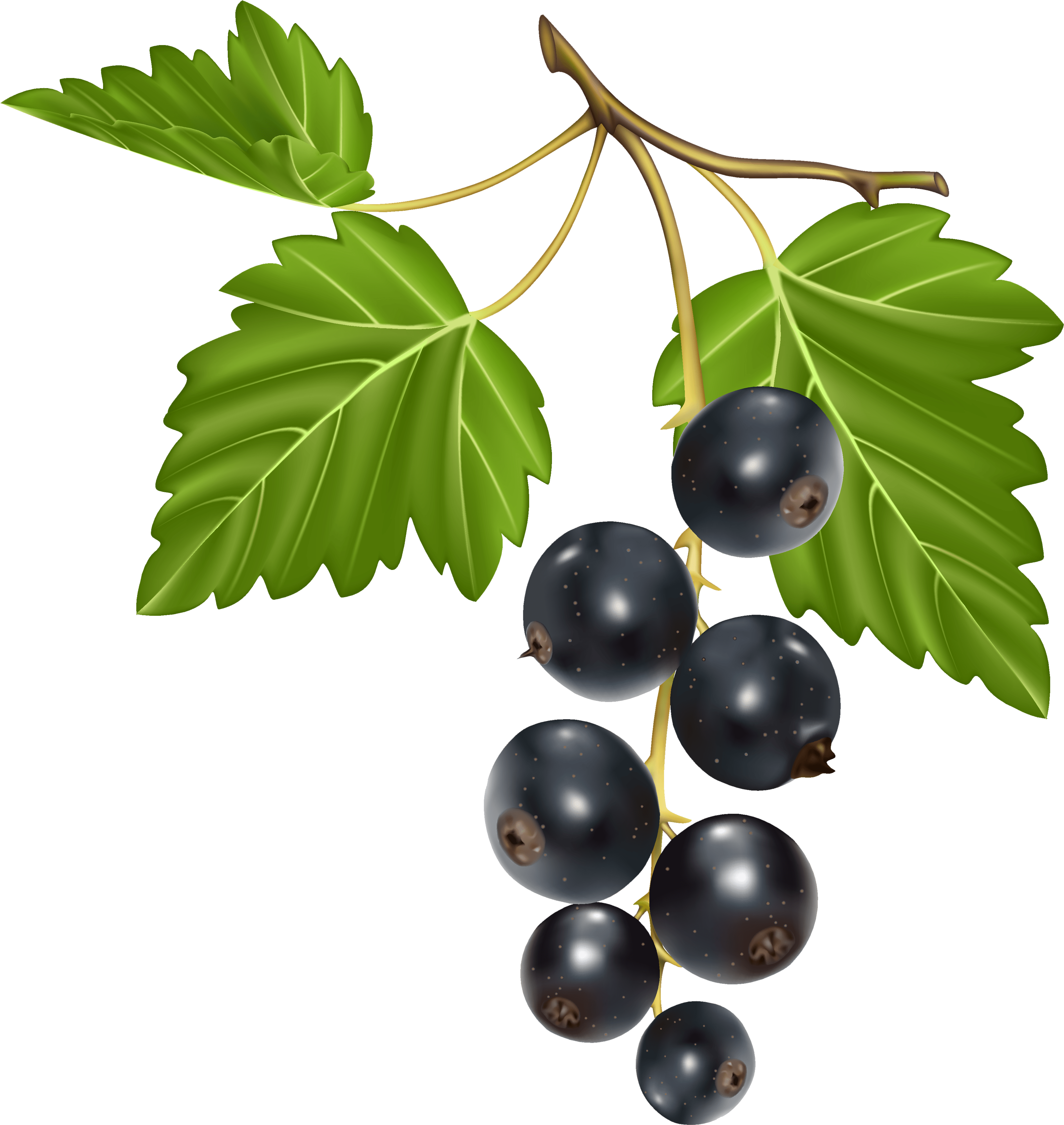 Blackcurrant Png Clipart (3831x4084), Png Download